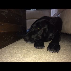 Meet your Posher, Lexi